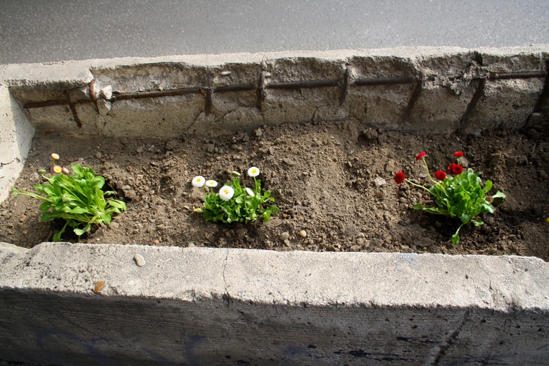 guerilla gardening bratislava 07.JPG