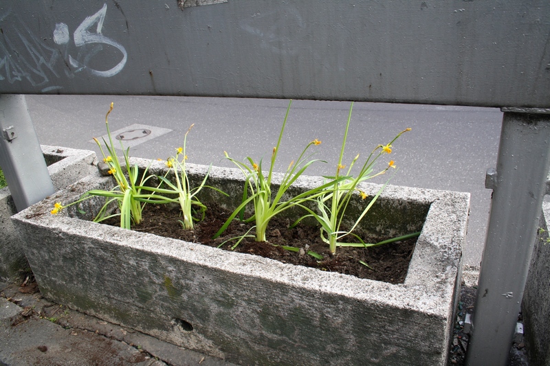 guerilla gardening 09.JPG
