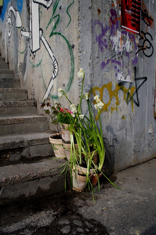 guerilla gardening 15.JPG