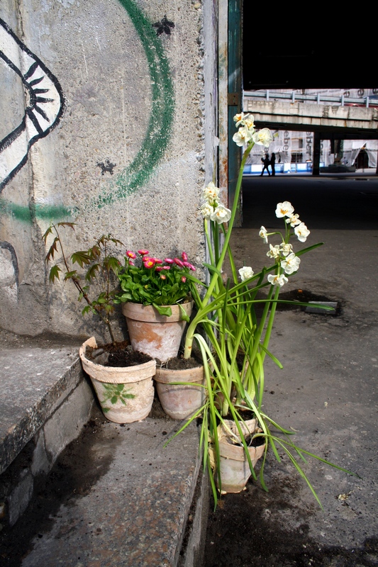 guerilla gardening bratislava 01.JPG