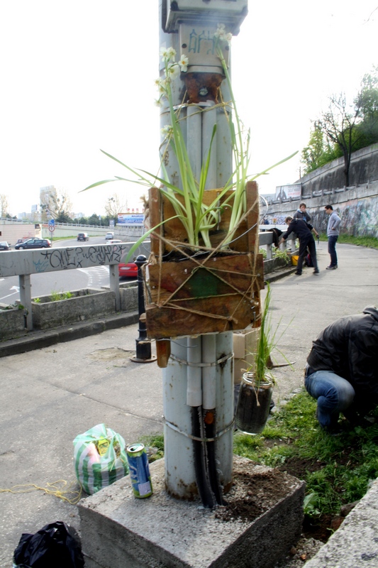 guerilla gardening bratislava 03.JPG