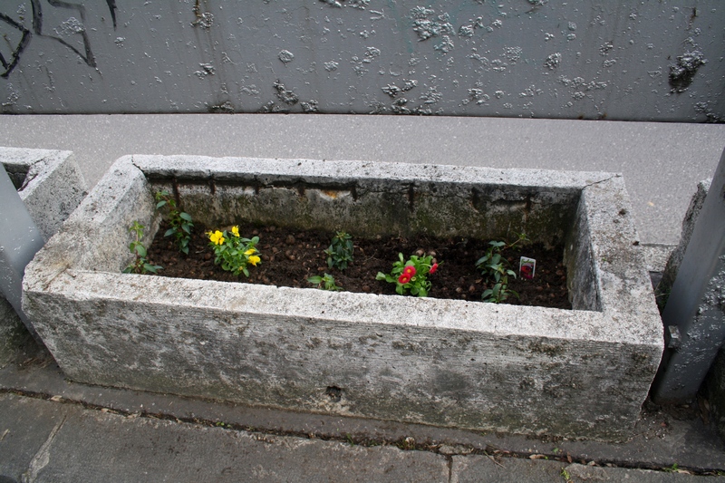 guerilla gardening bratislava 04.JPG