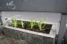 guerilla gardening 09.JPG