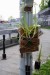 guerilla gardening 14.JPG